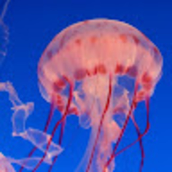 Meet your Posher, Sophia - Picture 1 of 1